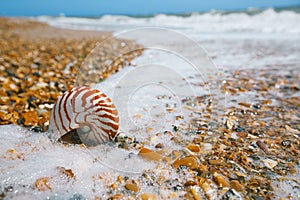 Nautilus shell on peblle beach