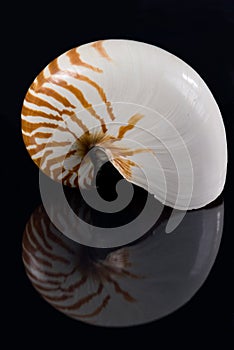 Nautilus shell & Reflection