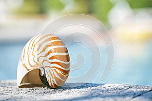 Nautilus shell at resort swimming pool edge