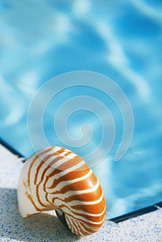 Nautilus shell at resort swimming pool edge