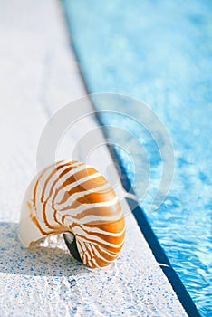 Nautilus shell at resort swimming pool edge