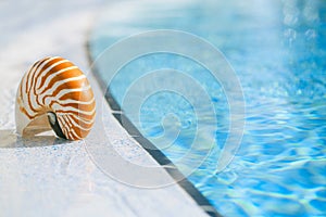 Nautilus shell at resort swimming pool edge