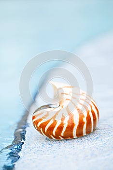 Nautilus shell at resort swimming pool edge