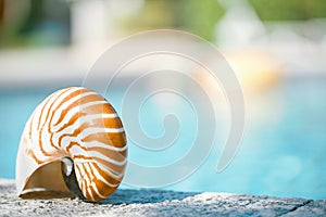 Nautilus shell at resort swimming pool edge