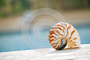 Nautilus shell at resort swimming pool edge