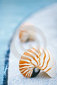 Nautilus shell at resort swimming pool edge