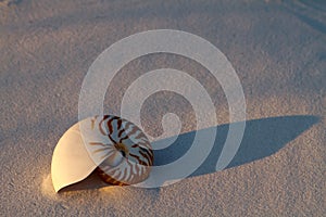 Nautilus Shell In Sand