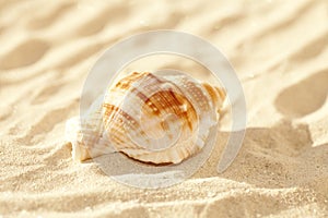 Nautilus shell on sand, beach grass