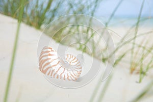 Nautilus shell on sand, beach grass