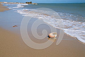 Nautilus shell on sand beach and sea waves