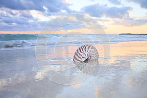 Nautilus shell on sea beach , sunrise.