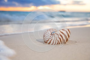 Nautilus shell on sea beach , sunrise. shallow dof