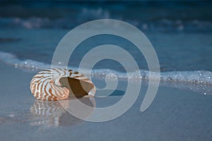 Nautilus shell in the sea in the night