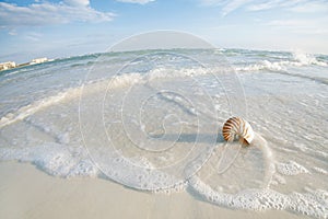 Nautilus shell on a sea ocean beach sand