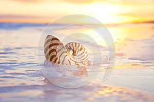 Nautilus shell in the sea , sunrise