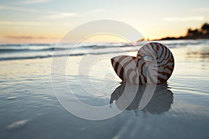 Nautilus shell in the sea , sunrise