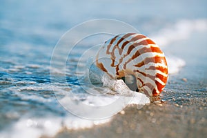 Nautilus shell with sea wave, Florida beach under the sun ligh