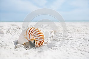 Nautilus shell with sea wave, Florida beach under the sun ligh