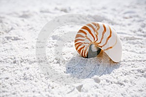 Nautilus shell with sea wave, Florida beach under the sun ligh