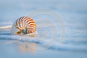 Nautilus shell with sea wave, Florida beach under the sun ligh