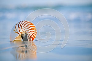 Nautilus shell with sea wave, Florida beach under the sun ligh