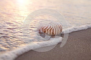 Nautilus shell in the sea wave and sunrise