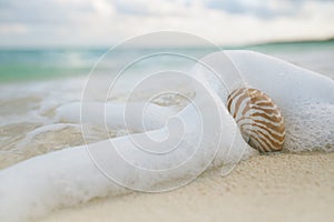 Nautilus shell in sea waves, live action
