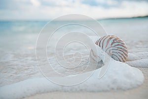 Nautilus shell in sea waves, live action