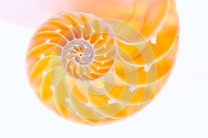 Nautilus shell section