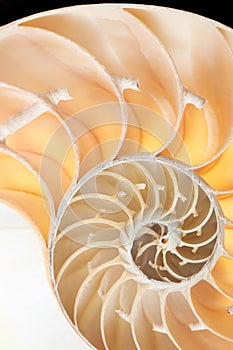 Nautilus shell section background