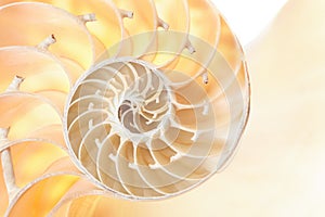 Nautilus shell section detail background photo