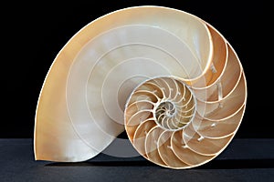 Nautilus shell section pattern on black