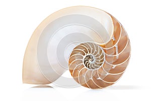Nautilus shell section with soft shadow photo