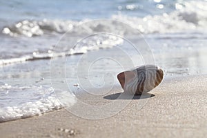 Nautilus shell silhouette backlit on sea beach