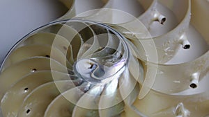 Nautilus shell stock fibonacci footage video clip turning golden ratio number sequence natural background half slice section