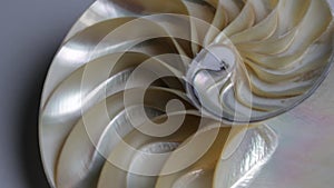 Nautilus shell stock fibonacci footage video clip turning golden ratio number sequence natural background half slice section