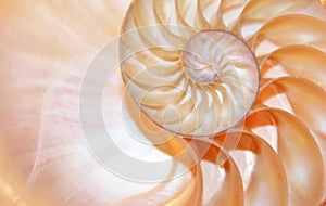 Nautilus shell stock Fibonacci footage video clip turning golden ratio number sequence natural background half slice section