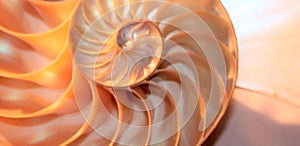 Nautilus shell stock Fibonacci footage video clip turning golden ratio number sequence natural background half slice section