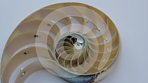 Nautilus shell stock Fibonacci footage video clip turning golden ratio number sequence natural background half slice section
