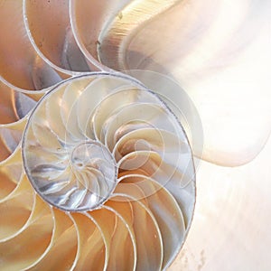 Nautilus shell symmetry Fibonacci half cross section spiral golden ratio mother of pearl stock, photo, photograph, image, picture