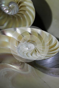 nautilus shell symmetry Fibonacci half cross section spiral golden ratio structure growth close up back lit mother of pearl close