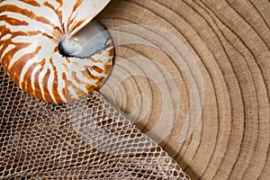 nautilus shell on wood background and snake skin