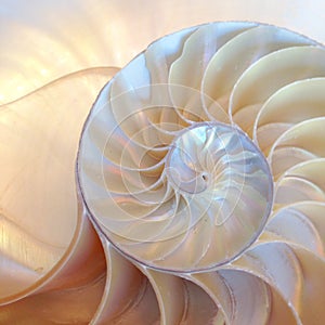 Nautilus shell symmetry Fibonacci half cross section spiral golden ratio structure growth close up back lit mother of pearl close