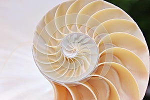 Nautilus shell symmetry Fibonacci half cross section spiral golden ratio structure growth close up back lit mother of pearl close