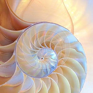 Nautilus shell symmetry Fibonacci half cross section spiral golden ratio structure growth close up back lit mother of pearl close photo