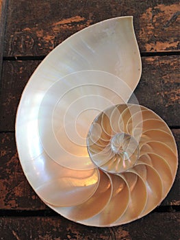 Nautilus shell symmetry Fibonacci half cross section spiral golden ratio structure growth close up back lit mother of pearl close