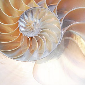 Nautilus shell symmetry Fibonacci half cross section spiral golden ratio structure growth close up stock, photo, photograph, image