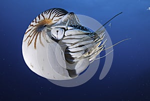 Nautilus Shell photo