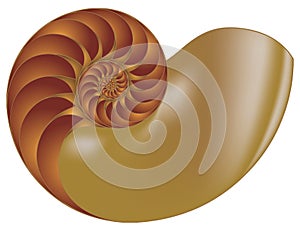 Nautilus shell vector