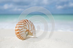 Nautilus shell on white beach sand, against sea waves